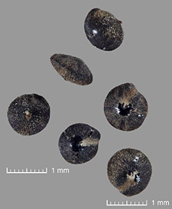 Seeds of UCR 179471